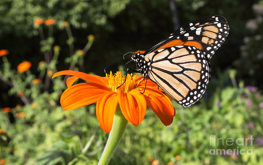 Butterfly Photograph - Majestic Monarch by Arlene Carmel