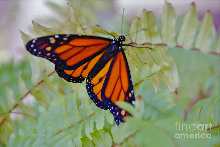 Majestic Monarch Photograph by Barbara Plattenburg