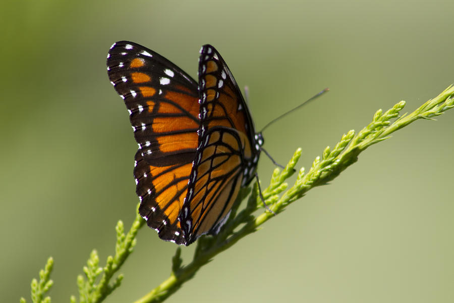 Majestic Monarch Butterfly Photograph by Kathy Clark