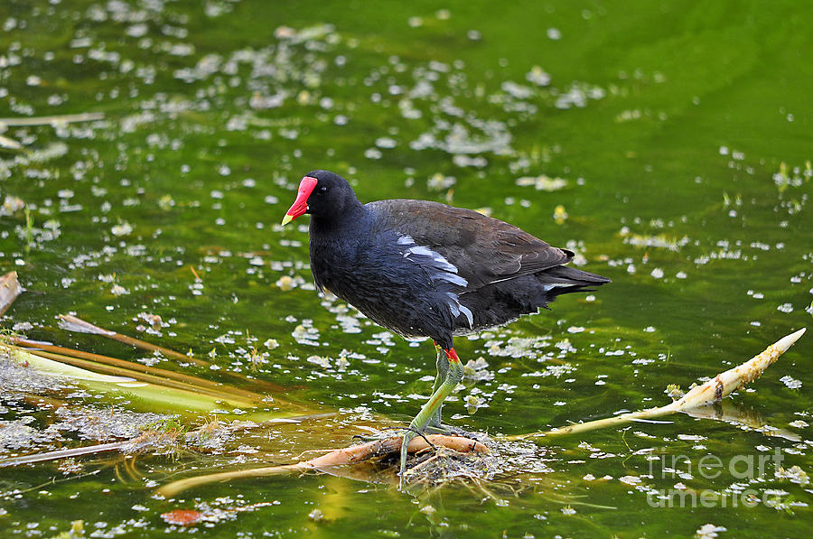 Majestic Moorhen Photograph by Al Powell Photography USA