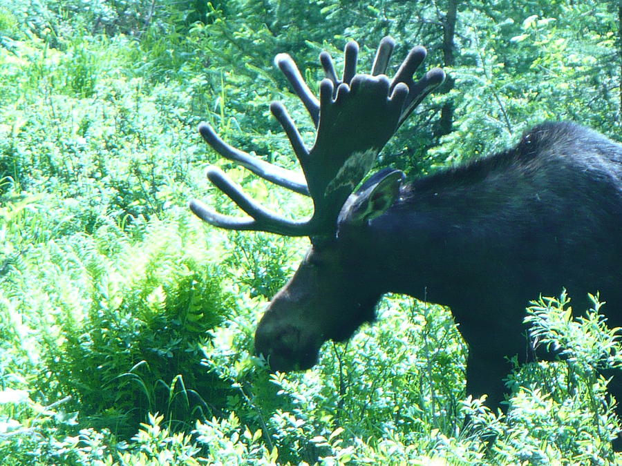 Majestic Moose Photograph By Jeffrey Randolph - Fine Art America