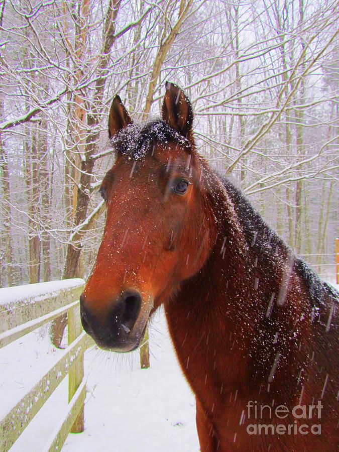 Winter Photograph - Majestic Morgan Horse by Elizabeth Dow
