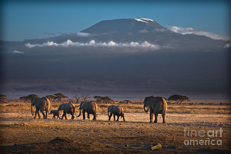 Majestic Mount Kilimanjaro - OMG Photograph by Gary Keesler