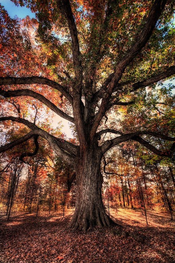 Majestic Oak - Autumn in Greensboro I Photograph by Dan Carmichael