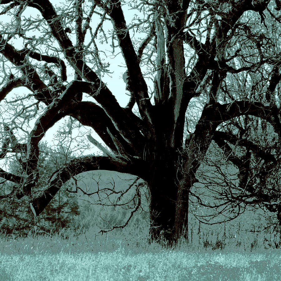 Majestic Oak Photograph by Bonnie Bruno