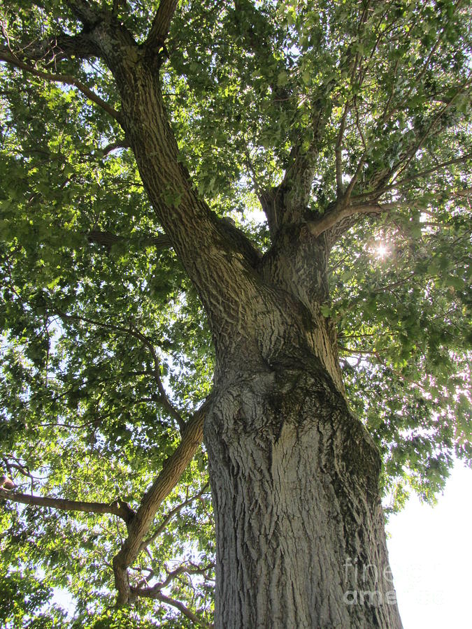 Majestic Oak Tree Photograph by Susan Carella
