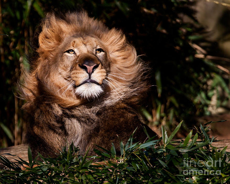 Wildlife Photograph - Majestic One by Dale Nelson