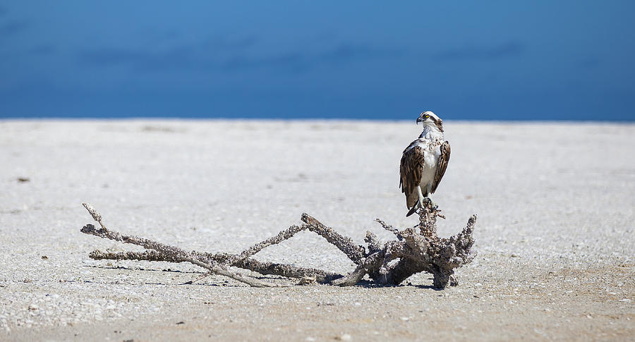 Majestic Osprey Photograph by Sean Allen