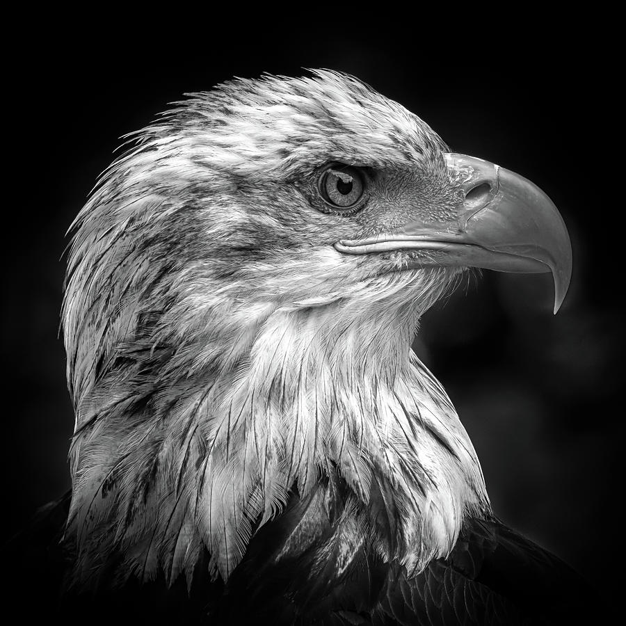 Eagle Photograph - Majestic by Peter Pfeiffer