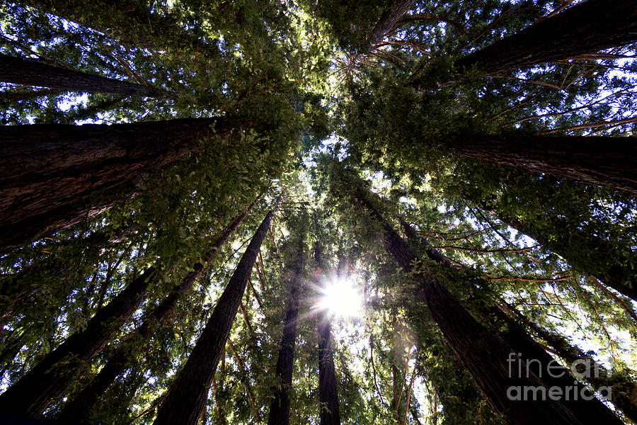 Majestic Redwoods Photograph by Betty Depee