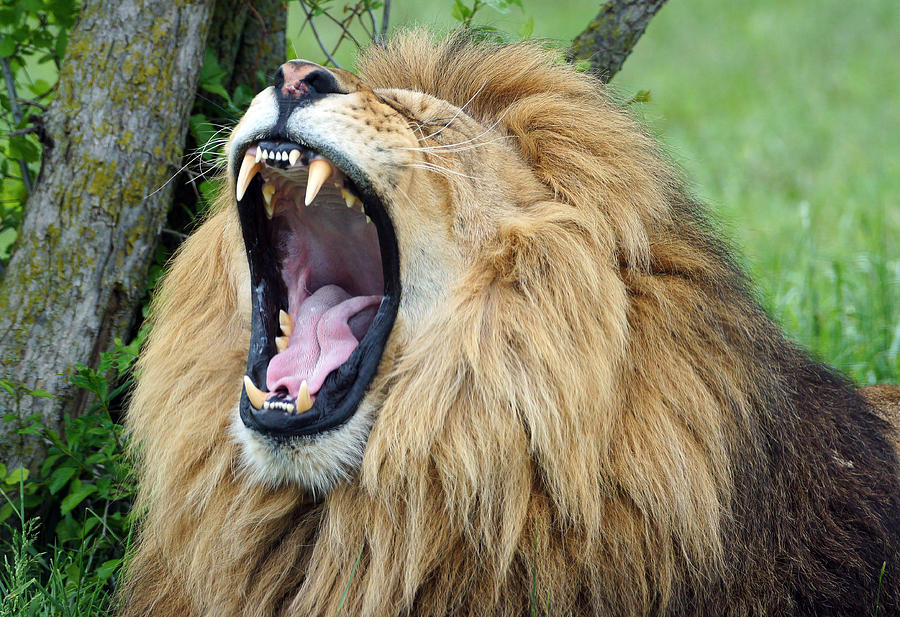 majestic roar photograph by mark janeck majestic roar photograph by mark janeck
