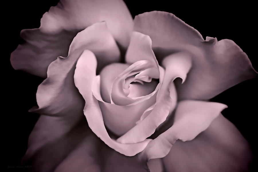 Majestic Rose Flower Soft Plum Photograph by Jennie Marie Schell