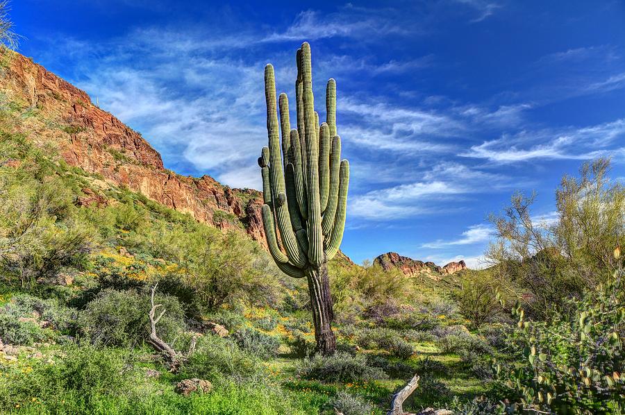 Majestic Saguaro Photograph by Art Brown - Fine Art America