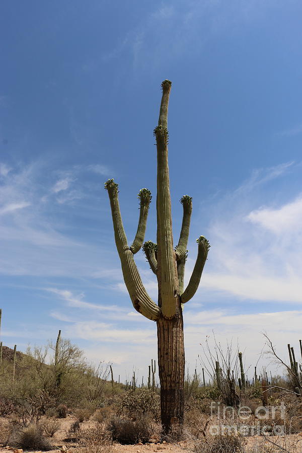 Phoenix Photograph - Majestic Saguaro by Christiane Schulze Art And Photography