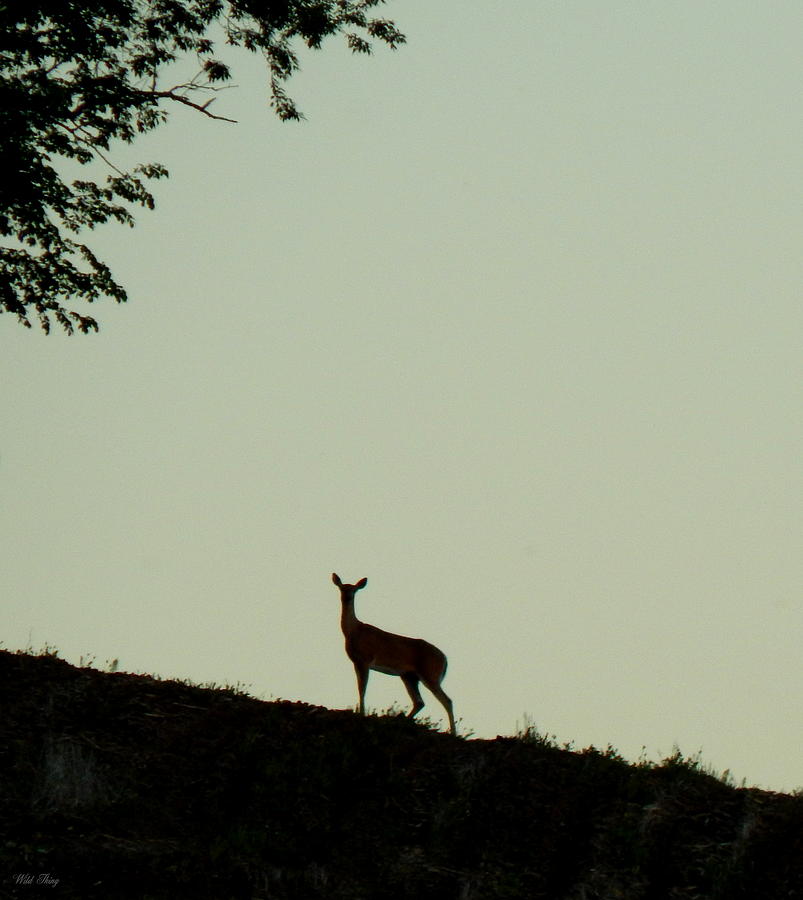 Deer Photograph - Majestic Silhouette by Wild Thing