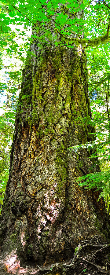Majestic Spirit Cathedral Grove Photograph by Roxy Hurtubise