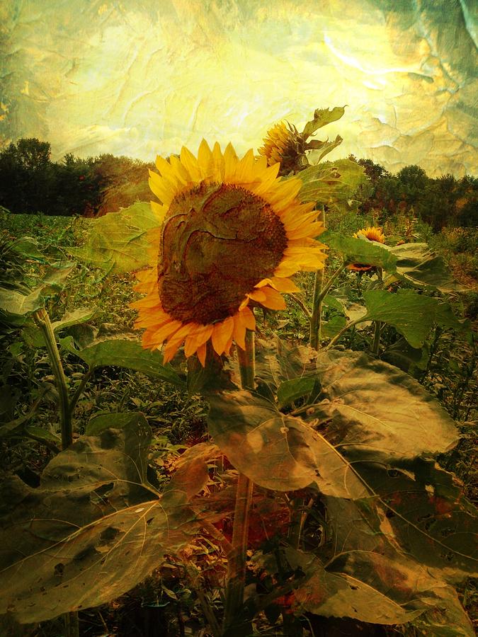 Majestic Sunflower  Photograph by Betty  Pauwels 