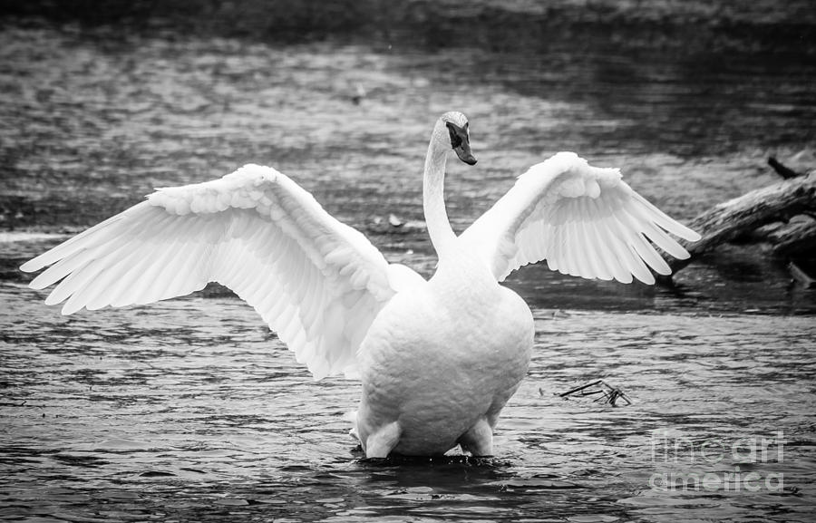 Majestic Swan Photograph by Cheryl Baxter
