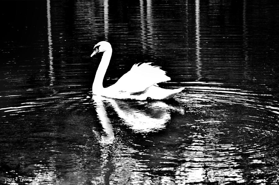 Majestic Swan in Black and White Photograph by Tara Potts