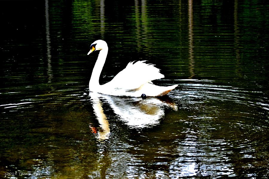 Majestic Swan Photograph by Tara Potts