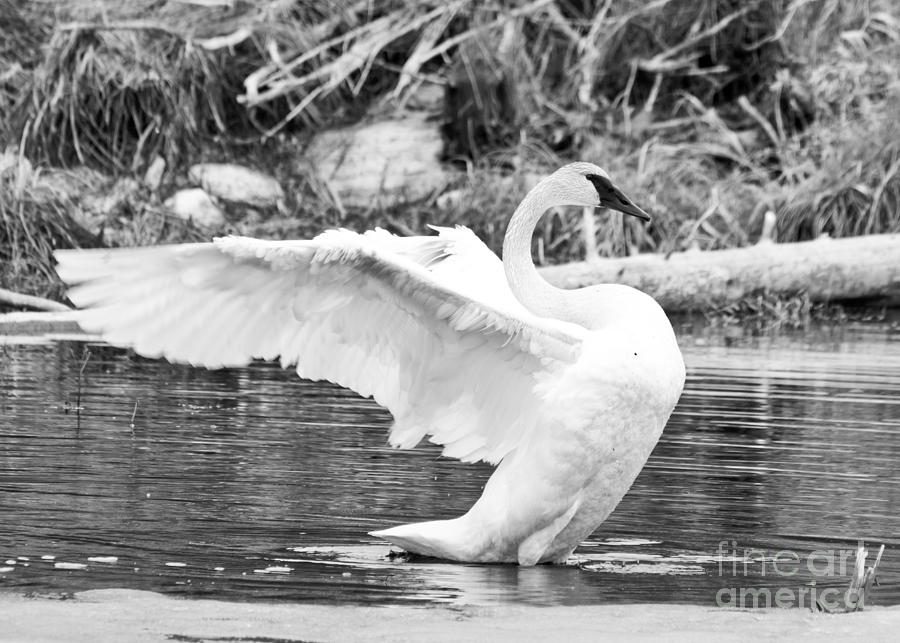 Majestic Trumpeter Swan Photograph by Cheryl Baxter