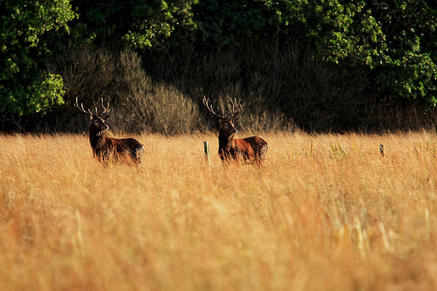Majestic Twins - Red Deer Stags Photograph by Aidan Moran