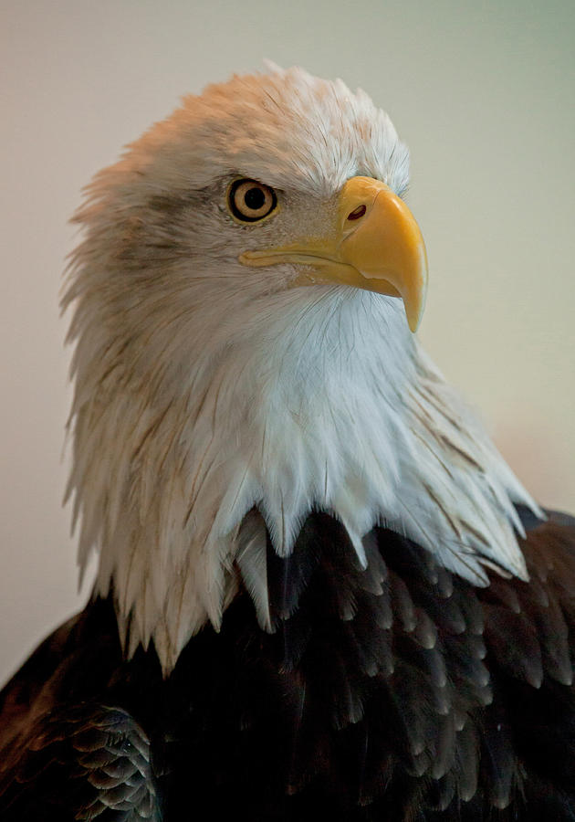 Majesty Eagle Photograph by Dave Peterman - Fine Art America