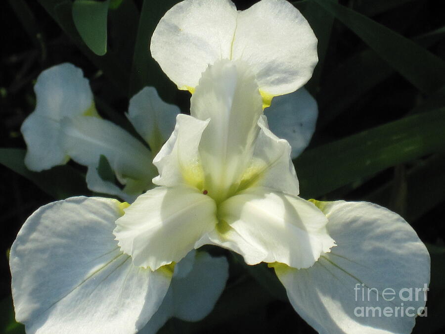 Majesty Iris Photograph by Tara Shalton - Fine Art America