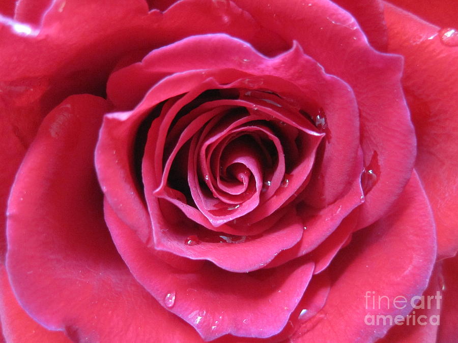 The Eye of a Pink Rose Photograph by Tara  Shalton