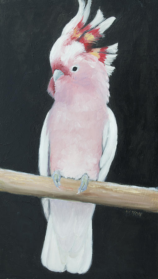 cockatoo pictures on canvas