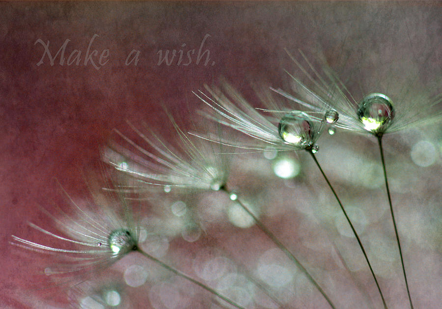 Make A Wish Photograph by Angie Vogel