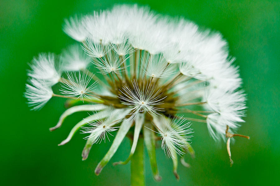 Nature Photograph - Make a Wish by Annette Hugen