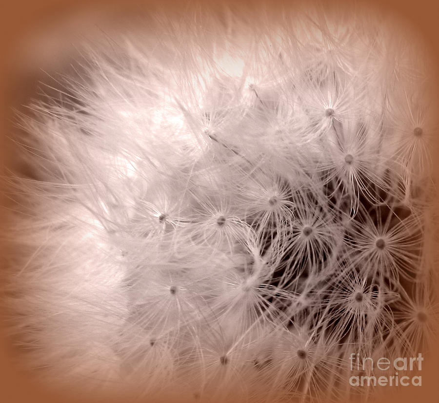 Make a Wish Photograph by C Ray Roth - Fine Art America