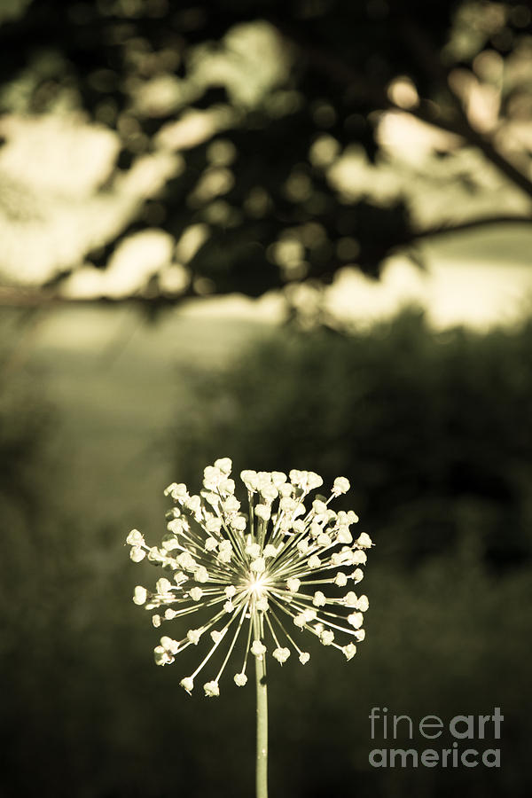 Make a Wish Photograph by Chris Scroggins