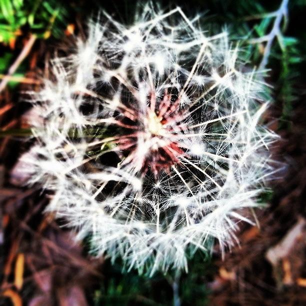Spring Photograph - Make A Wish by Clay Pritchard
