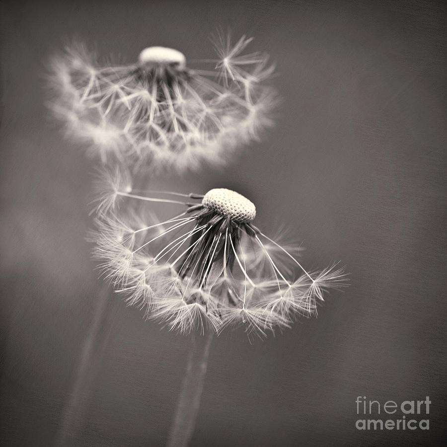 Flower Photograph - make a wish I by Priska Wettstein