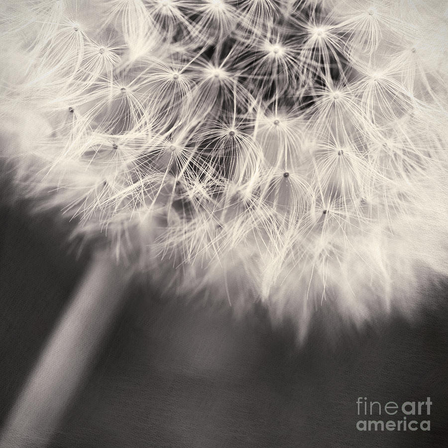 Flower Photograph - make a wish III by Priska Wettstein