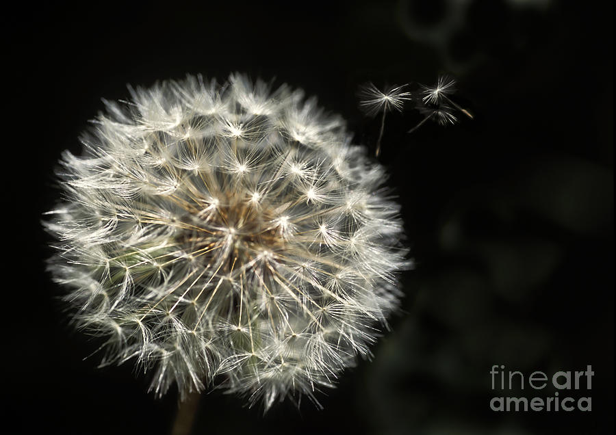 Nature Photograph - Make a Wish by Jan Bickerton