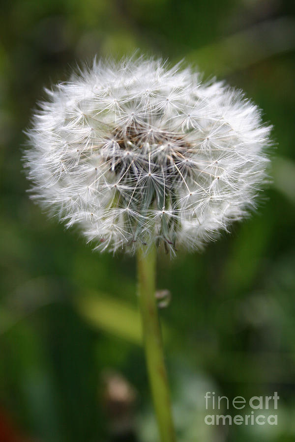 Make A Wish Photograph by Jeanette French
