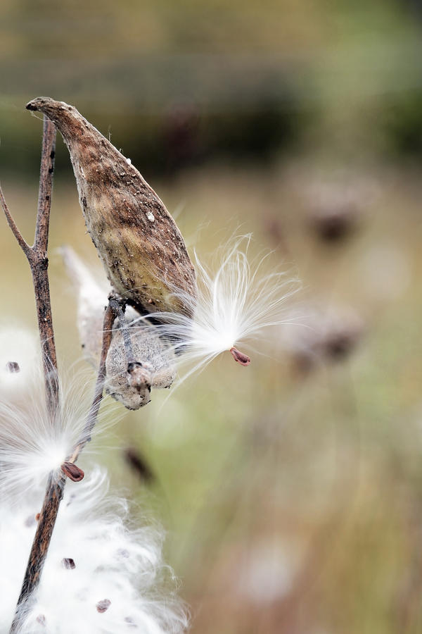 Make a Wish - Milkweed in Autumn Photograph by Brooke T Ryan