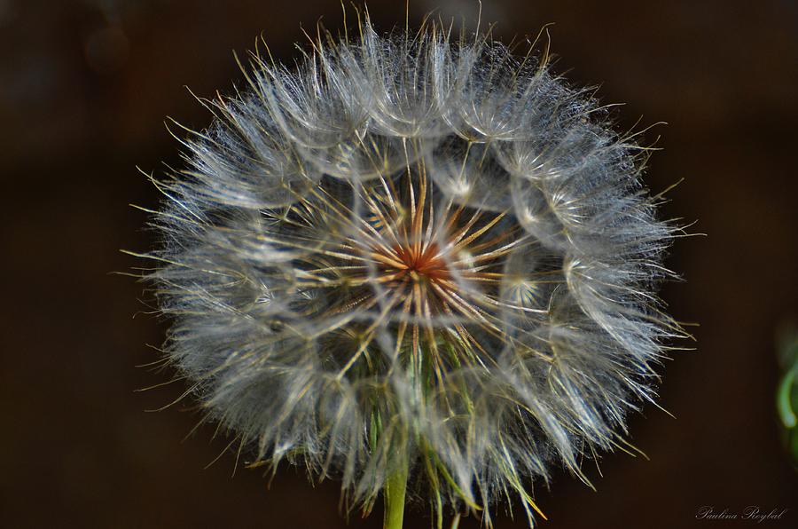 Flower Photograph - Make A Wish by Paulina Roybal Flower Photograph - Make A Wish by Paulina Roybal