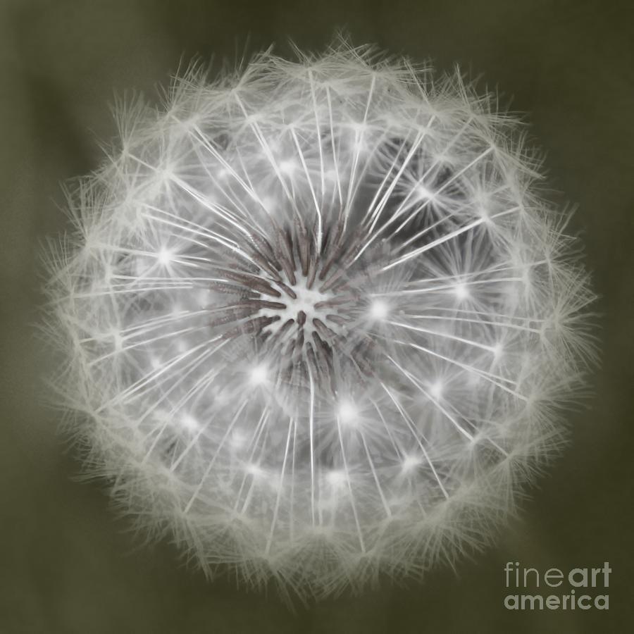Make A Wish Photograph by Peggy Hughes