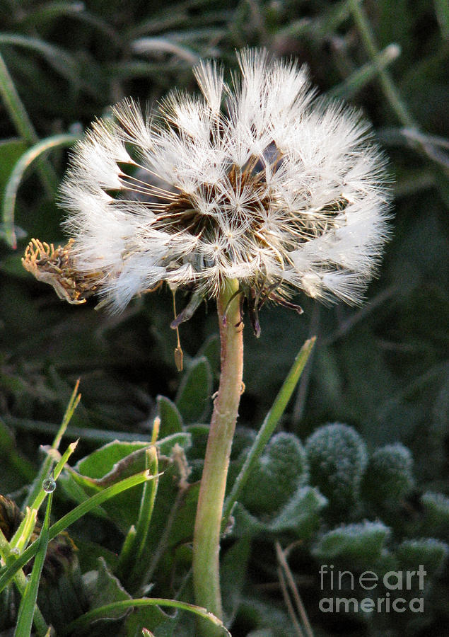 Nature Photograph - Make A Wish by Rory Siegel