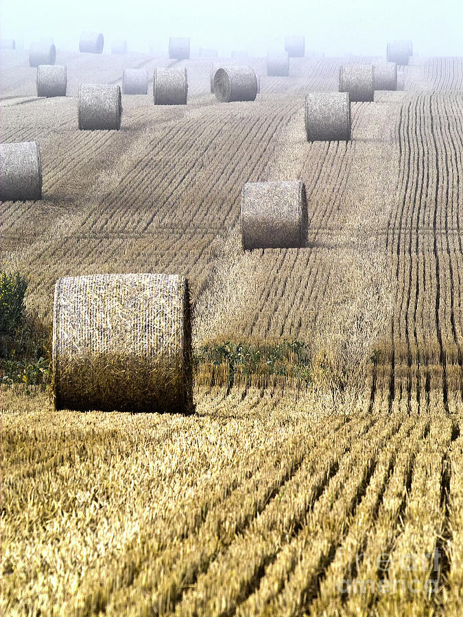 Make hay while the sun shines  Photograph by Heiko Koehrer-Wagner