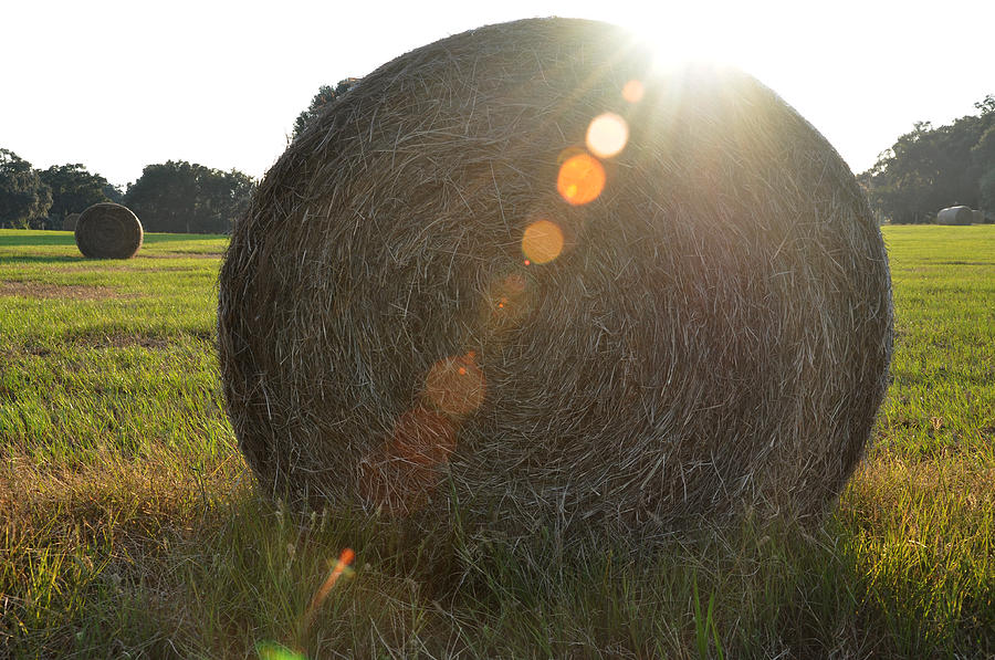 Make Hay While the Sun Shines Photograph by Randi Kuhne