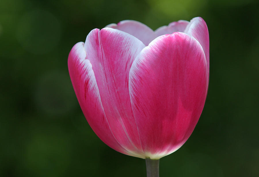 Tulip Photograph - Make it to Me by Juergen Roth