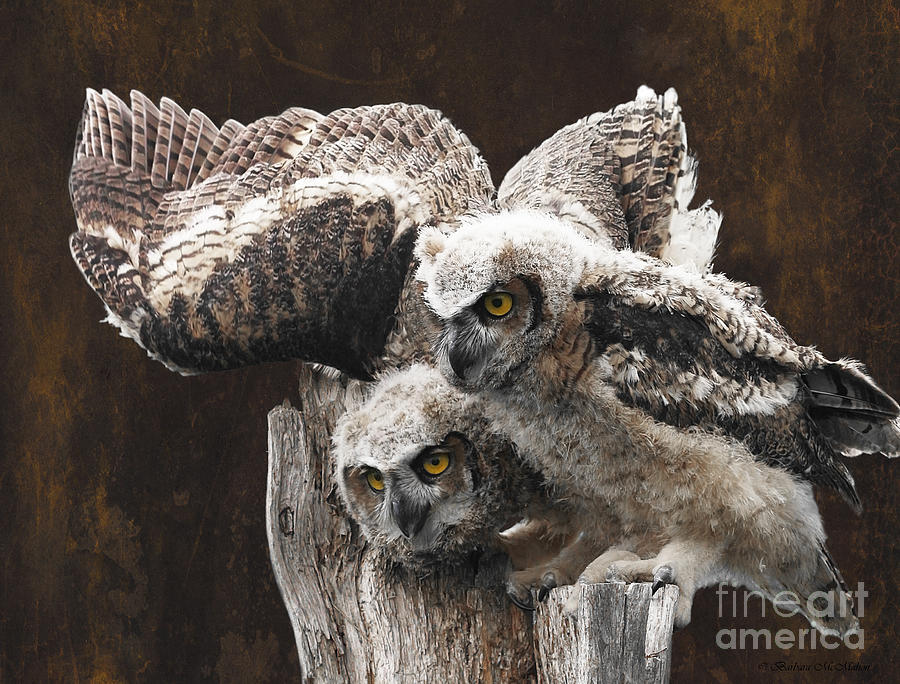Owl Photograph - Make Like A Statue by Barbara McMahon