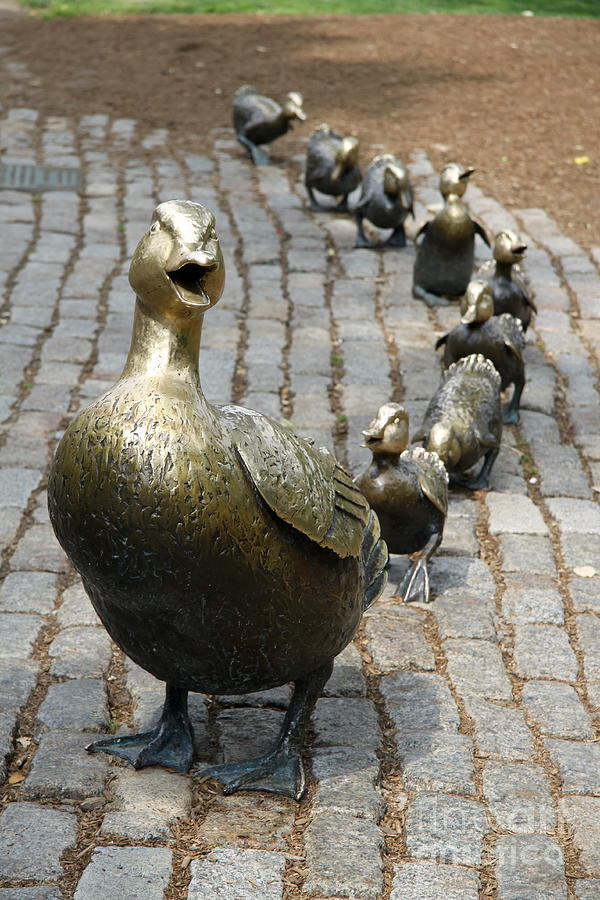 Duck Photograph - Make Way for Ducklings by Christiane Schulze Art And Photography