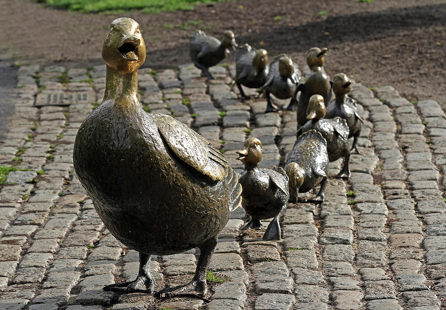 Make Way for Ducklings Photograph by Juergen Roth