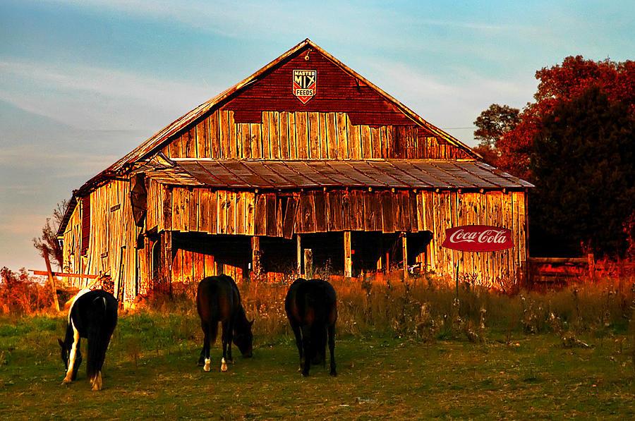 Make your own title here three horses photograph by randall branham